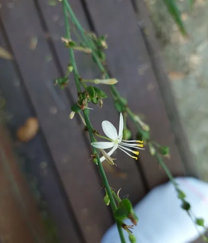 Photo: no rights reserved · cc0 · via iNaturalist Spider Plant (Chlorophytum comosum), photograph
