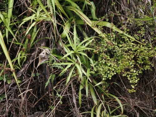 Spider Plant (Chlorophytum comosum), photograph
