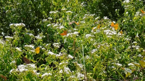 Photo: (c) Francisco Farriols Sarabia, some rights reserved (CC BY) · cc-by · via iNaturalist Triffid Weed (Chromolaena odorata), photograph