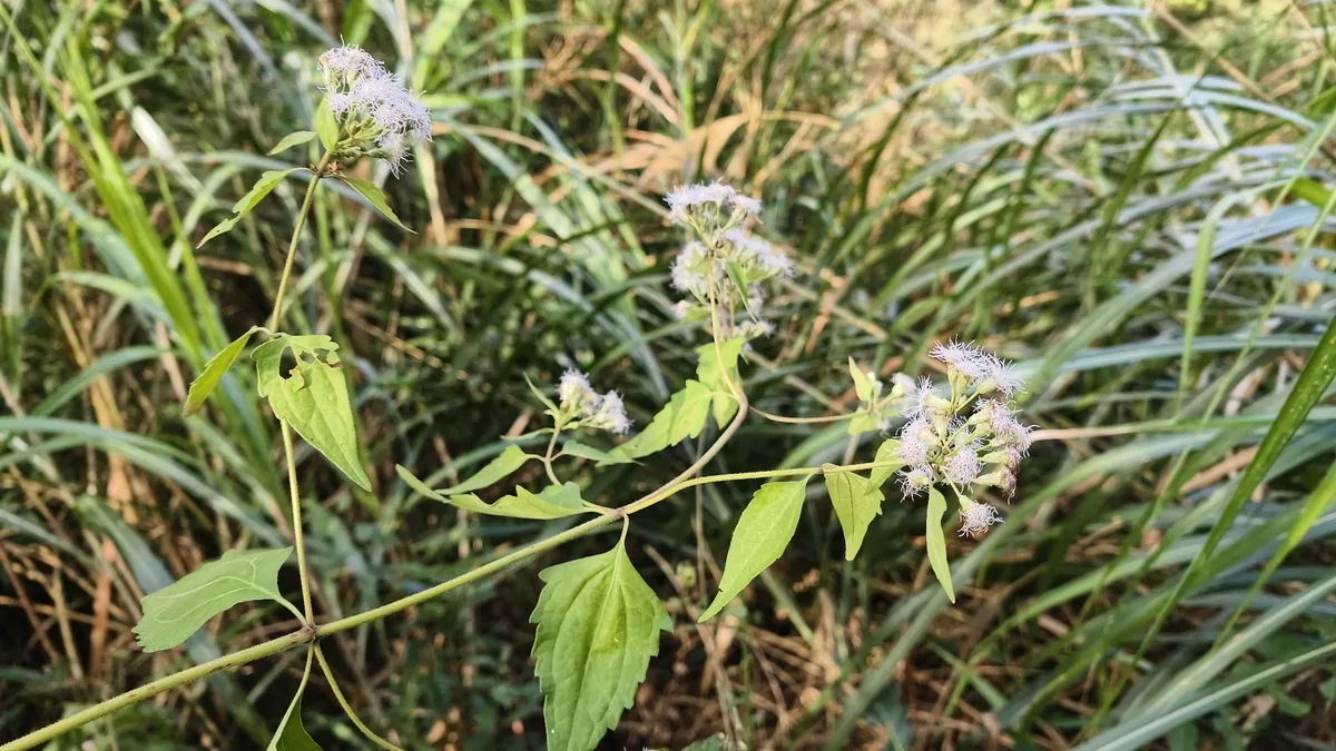 Triffid Weed (Chromolaena odorata), photograph