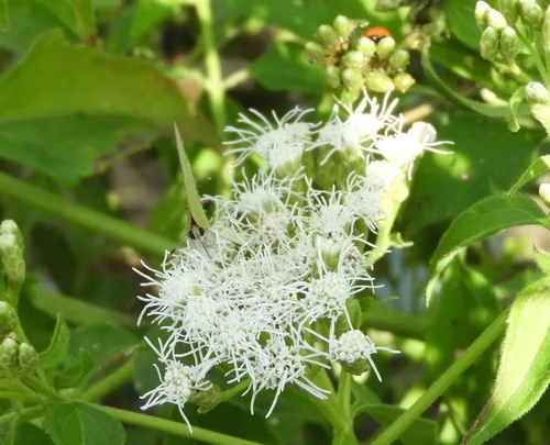 Photo: (c) Francisco Farriols Sarabia, some rights reserved · CC BY · via iNaturalist triffid weed (Chromolaena odorata), photograph