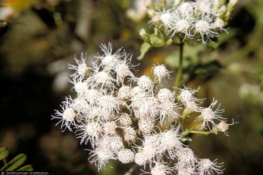 Triffid Weed (Chromolaena odorata), photograph