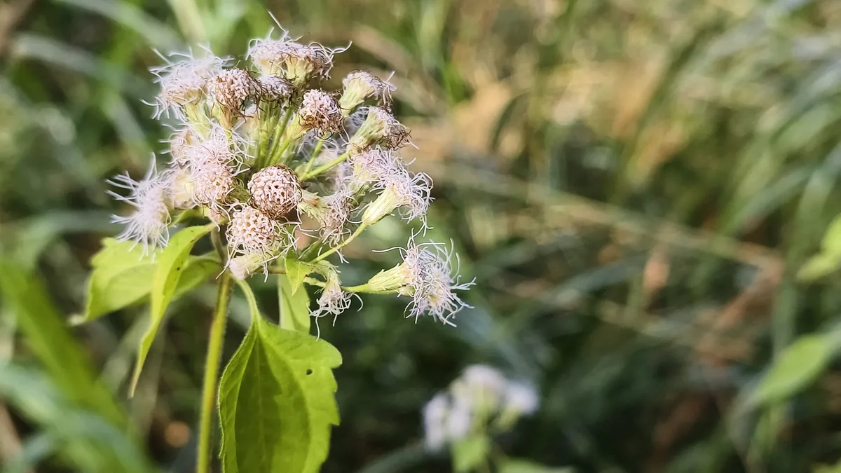Triffid Weed (Chromolaena odorata), photograph