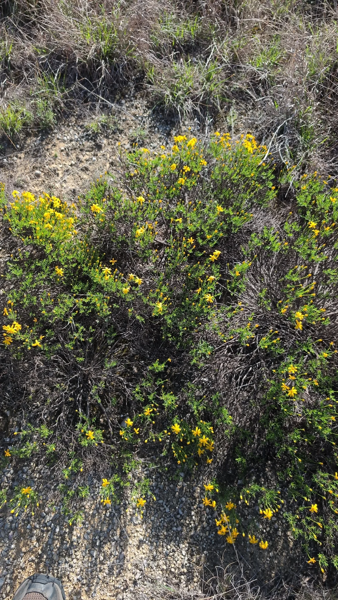 Damianita (Chrysactinia mexicana), photograph