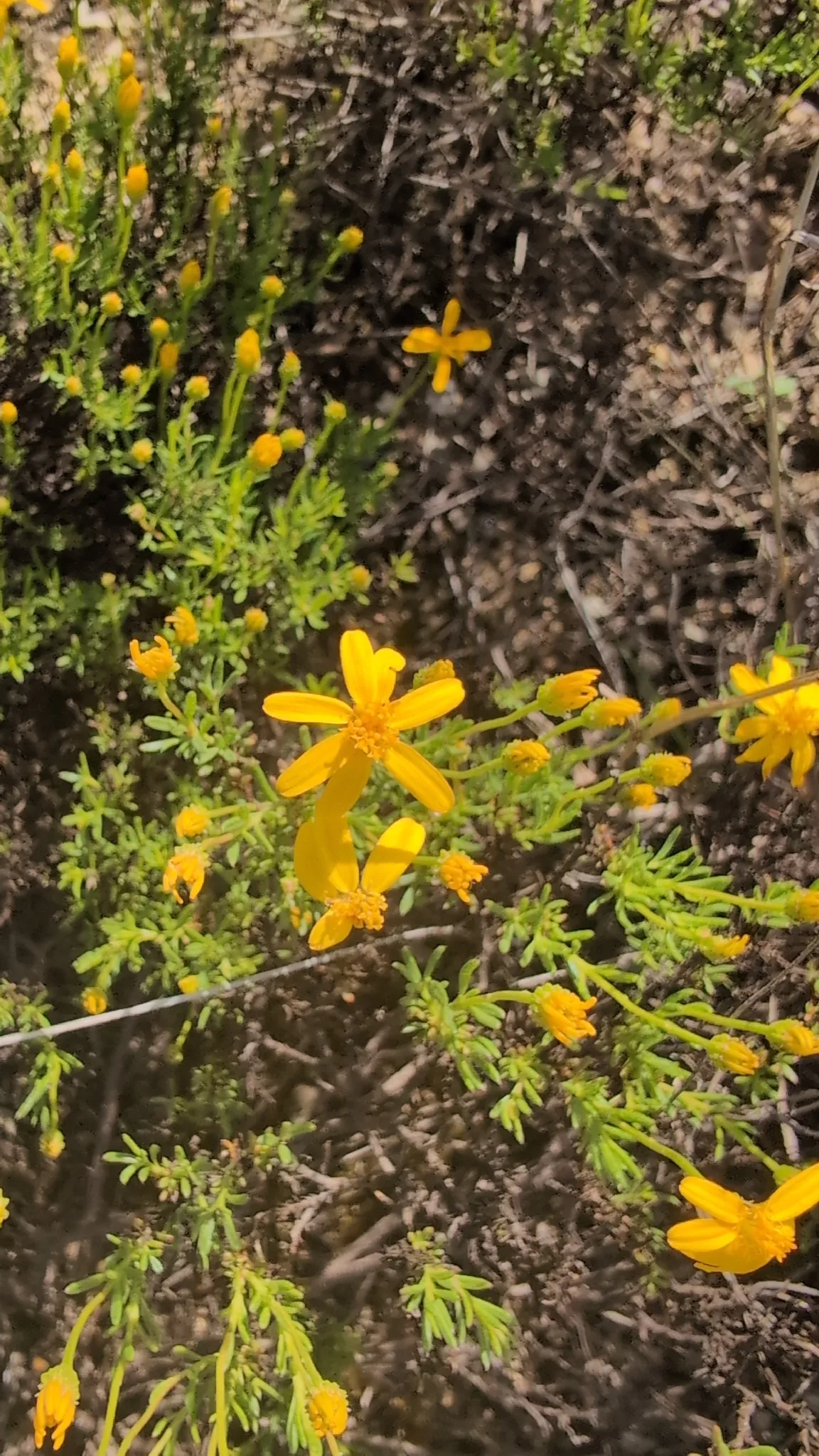 Photo: Mark McClelland, via iNaturalist · CC BY · via GBIF damianita (Chrysactinia mexicana), photograph
