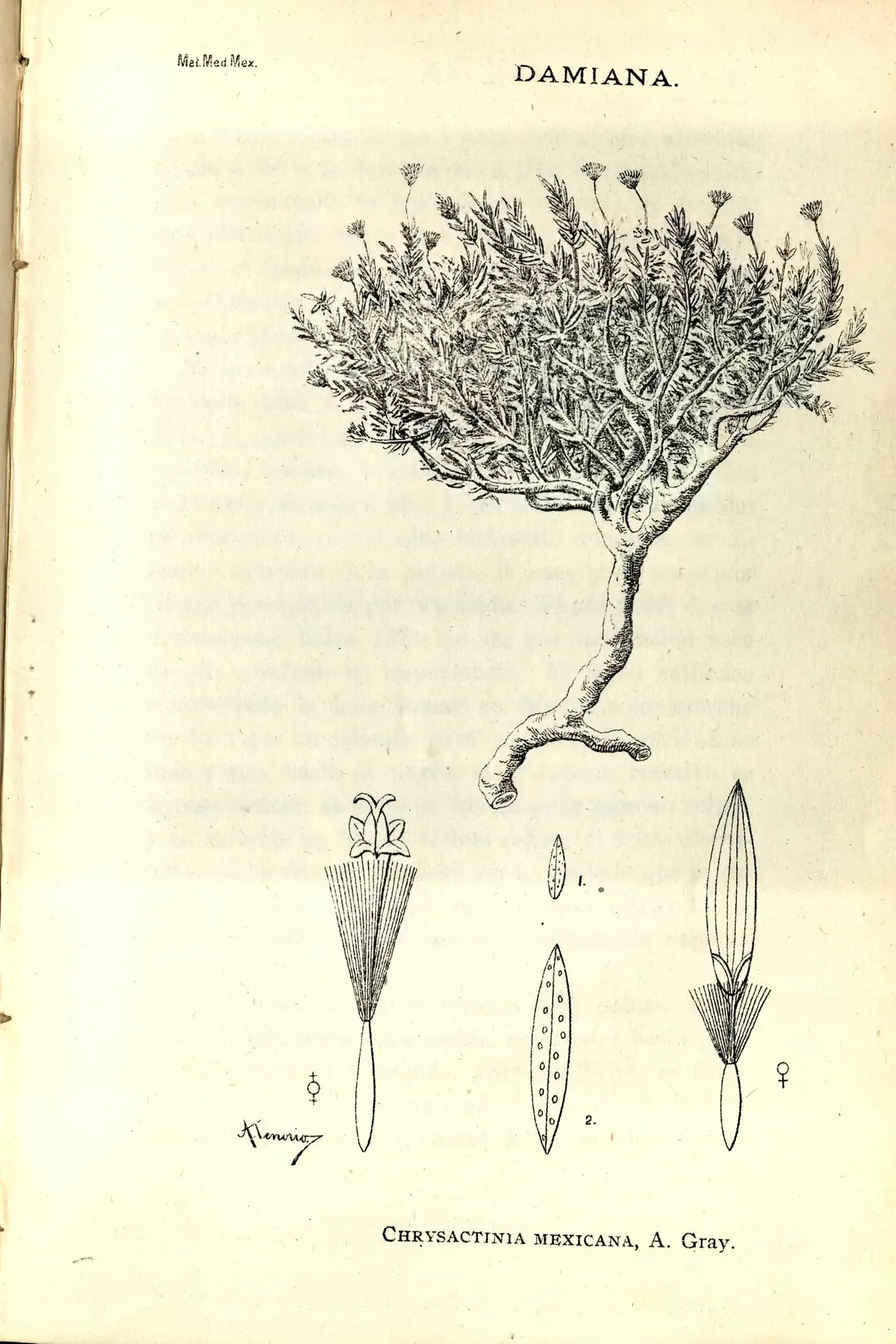 Damianita (Chrysactinia mexicana), botanical illustration