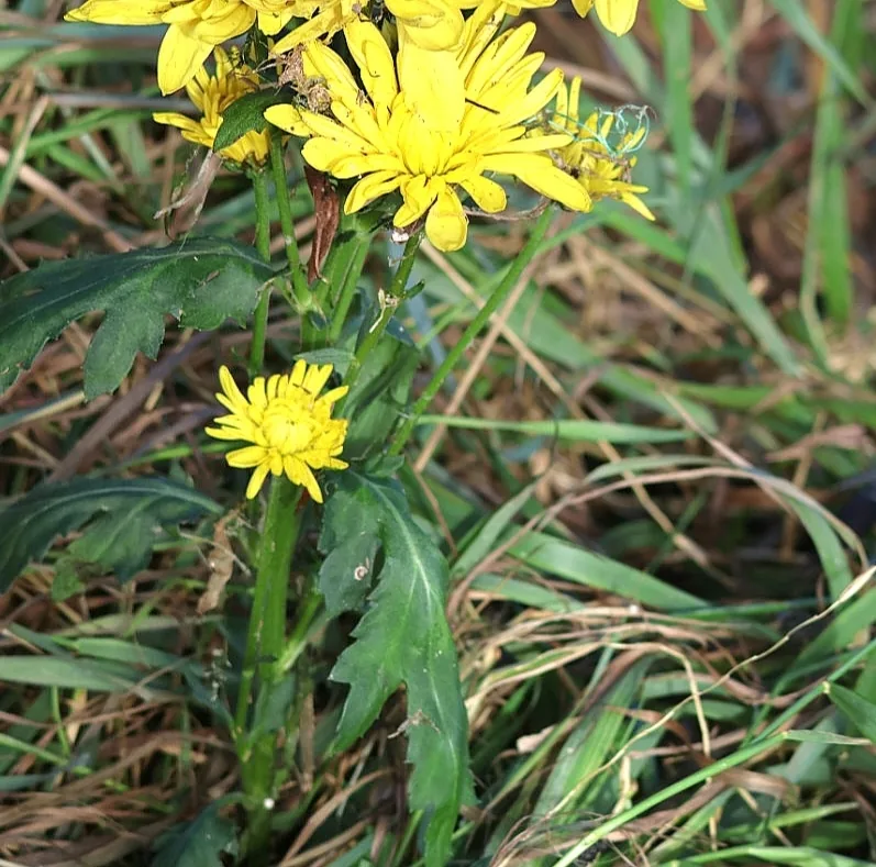 Photo: ikelman, via iNaturalist · CC BY · via GBIF chrysanthemum (Chrysanthemum × morifolium), photograph