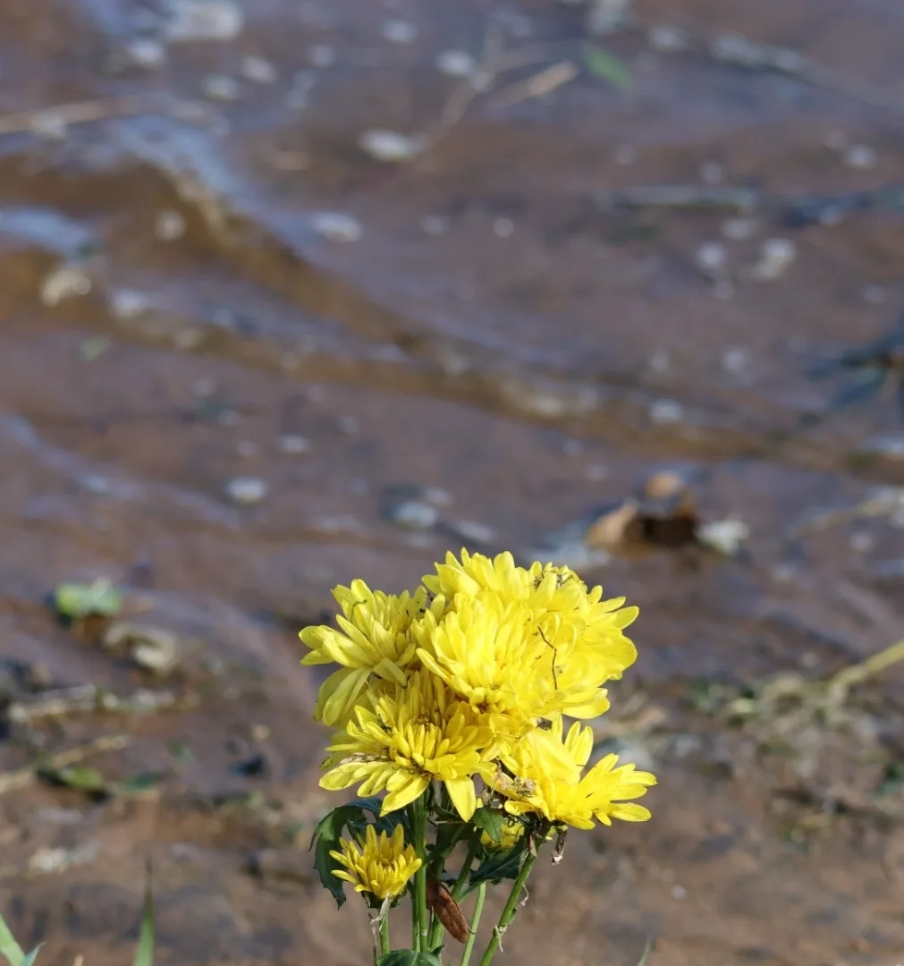 chrysanthemum (Chrysanthemum × morifolium), photograph