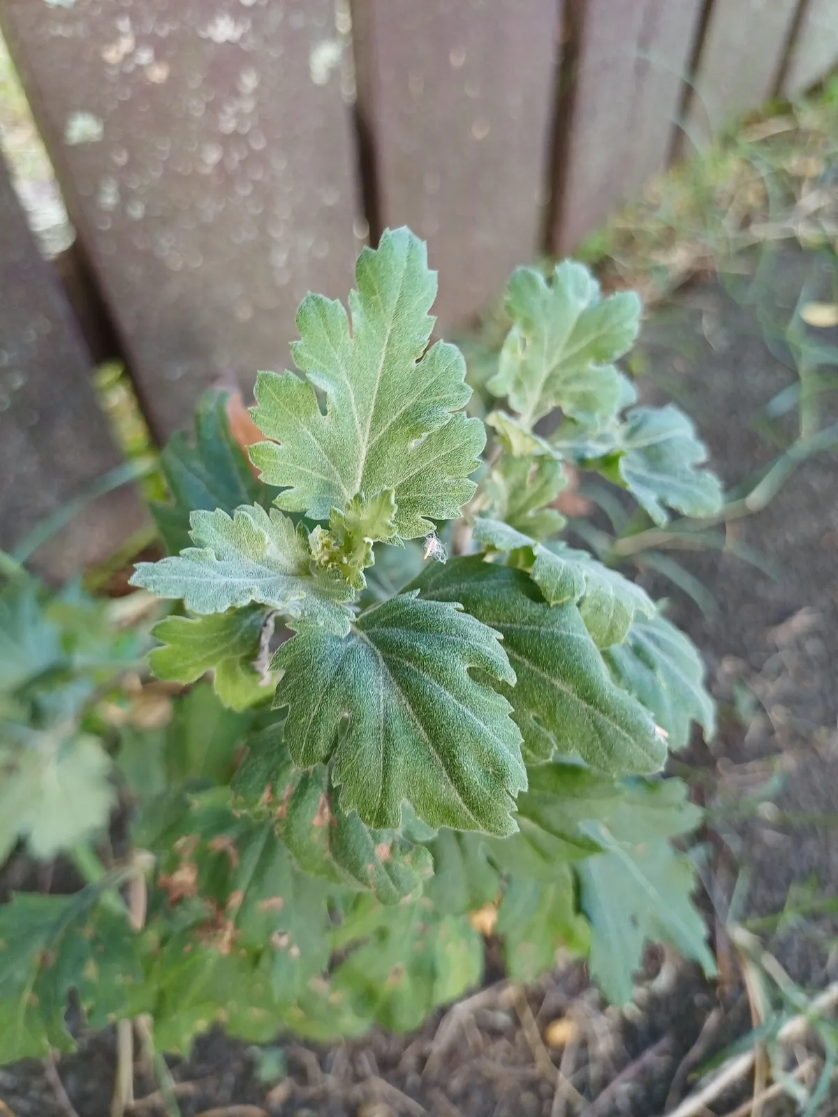 chrysanthemum (Chrysanthemum × morifolium), photograph