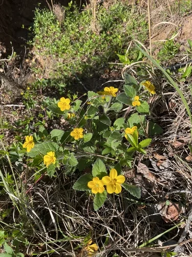Green And Gold (Chrysogonum virginianum), photograph