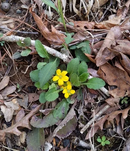 Photo: no rights reserved · cc0 · via iNaturalist Green And Gold (Chrysogonum virginianum), photograph