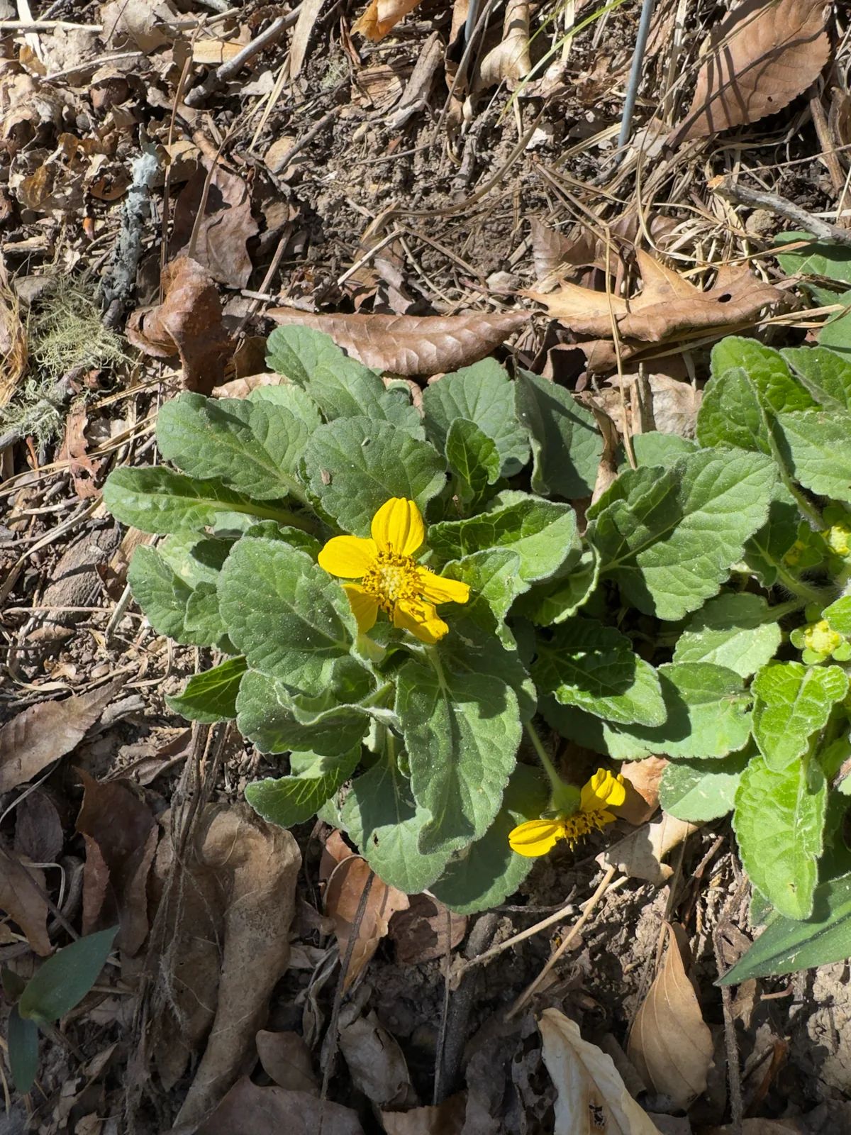 Green And Gold (Chrysogonum virginianum), photograph