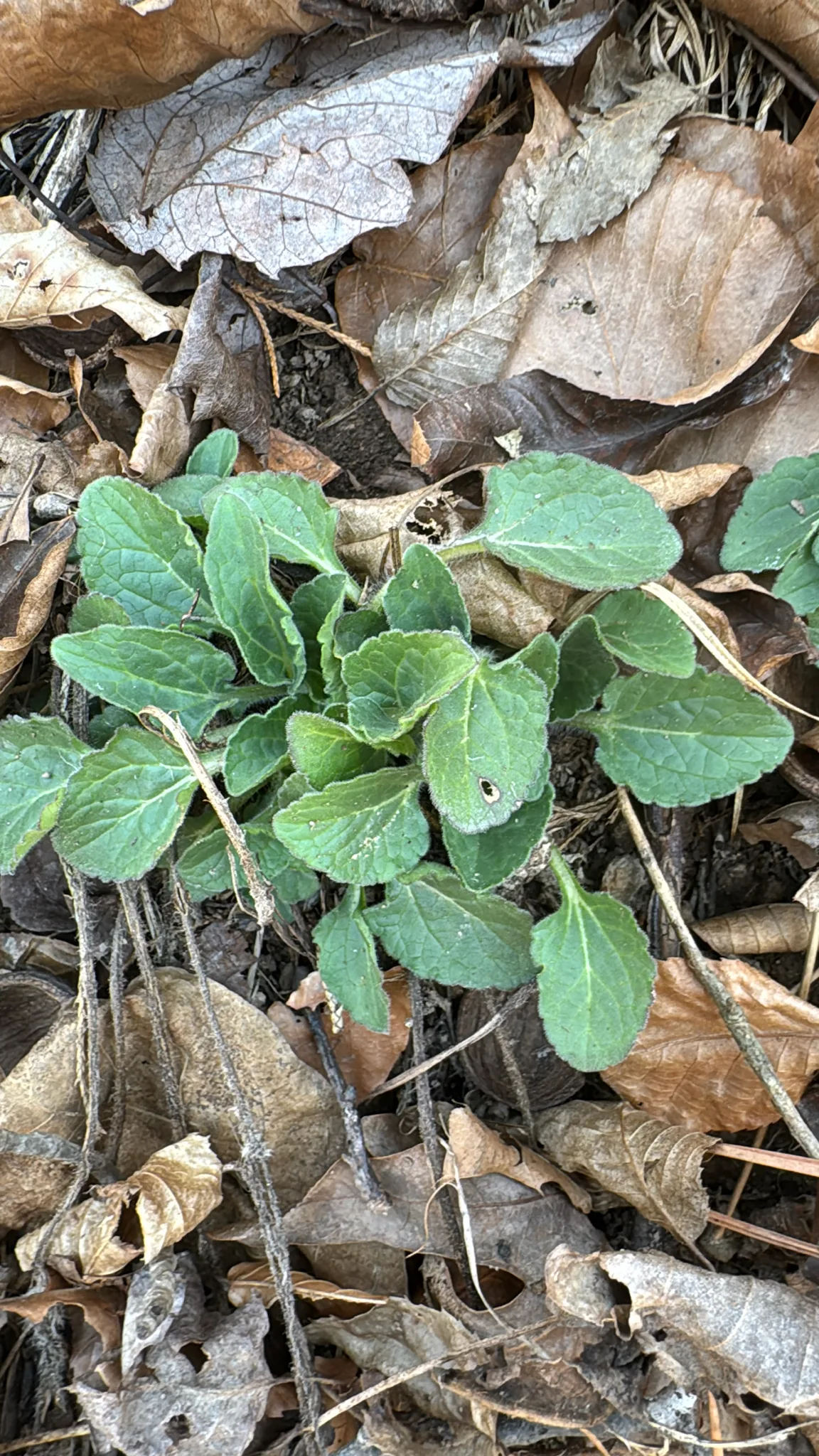 Green And Gold (Chrysogonum virginianum), photograph