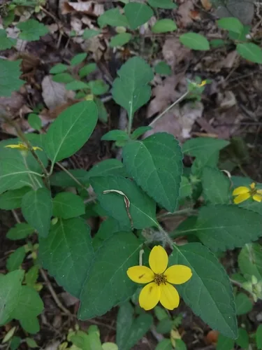 Photo: (c) Jamie Carter, some rights reserved · CC BY · via iNaturalist green-and-gold (Chrysogonum virginianum), photograph