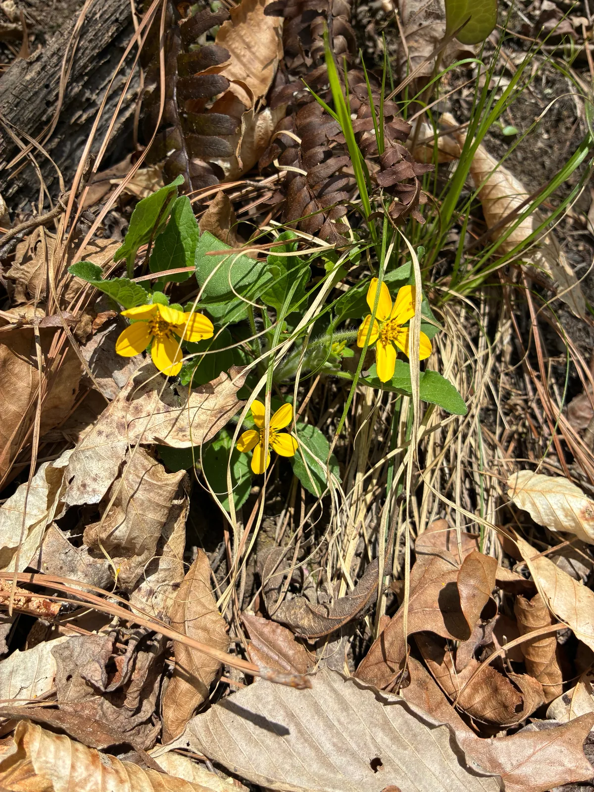 Green And Gold (Chrysogonum virginianum), photograph