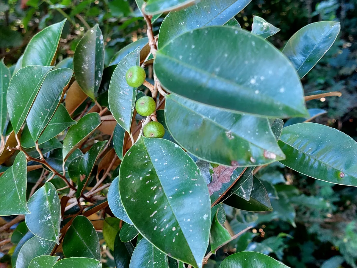 Caimito (Chrysophyllum cainito), photograph