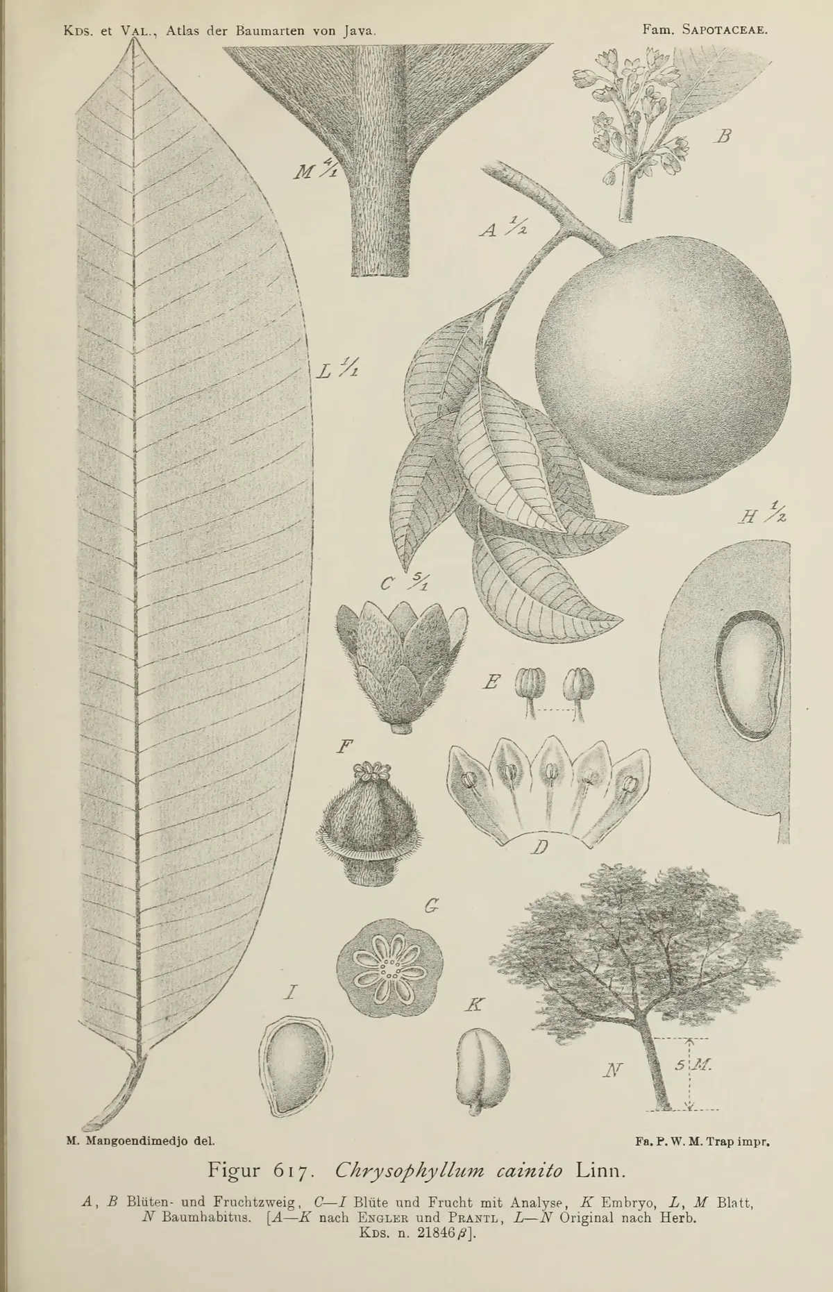 Caimito (Chrysophyllum cainito), botanical illustration