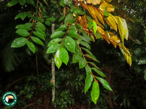 Caimito (Chrysophyllum cainito), photograph