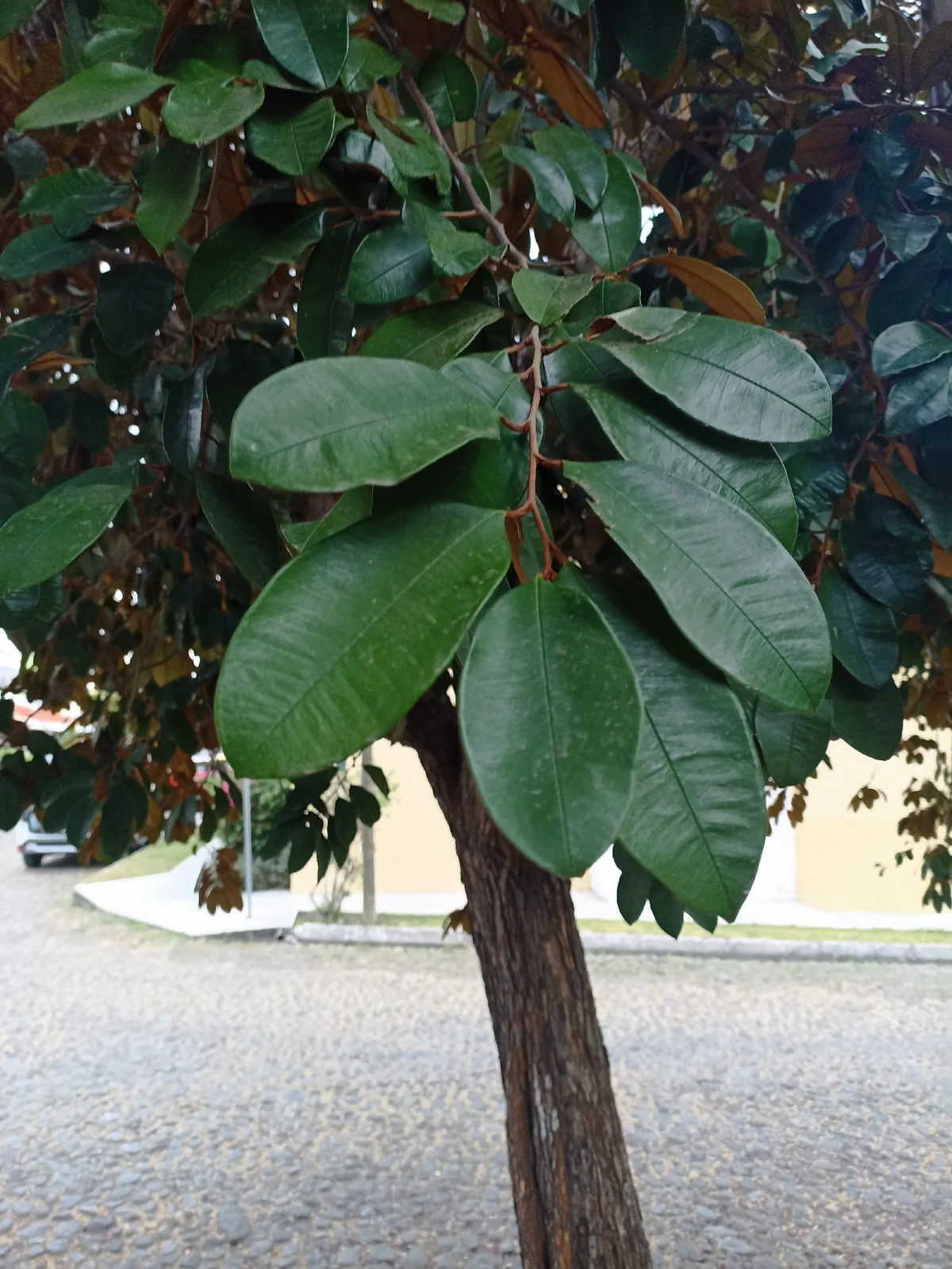Photo: Hernán Rodríguez, via iNaturalist · CC0 · via GBIF Caimito (Chrysophyllum cainito), photograph