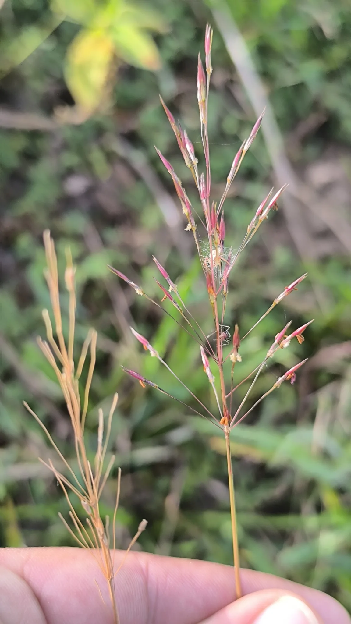Mackie's pest (Chrysopogon aciculatus), photograph