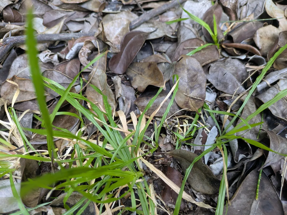Mackie's pest (Chrysopogon aciculatus), photograph