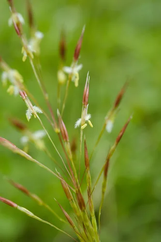 Photo: (c) Cheng-Tao Lin, some rights reserved · CC BY · via iNaturalist Mackie's pest (Chrysopogon aciculatus), photograph