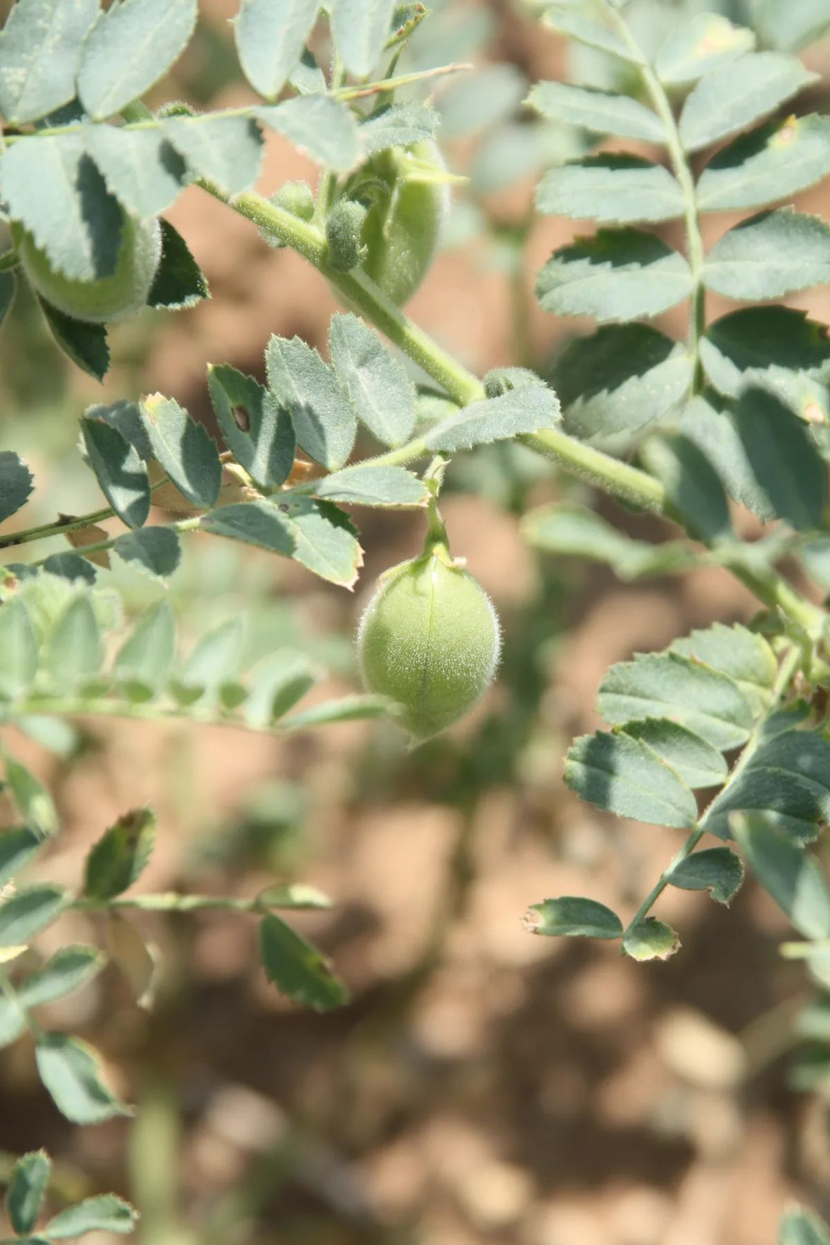 Photo: idobi · CC BY-SA 3.0 · via Wikimedia Commons chickpea (Cicer arietinum), photograph