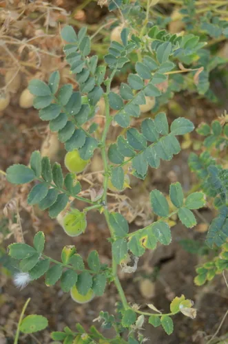 Chickpea (Cicer arietinum), photograph