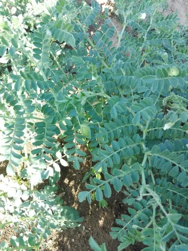 Photo: (c) Nico Hernandez, some rights reserved (CC BY) · cc-by · via iNaturalist Chickpea (Cicer arietinum), photograph