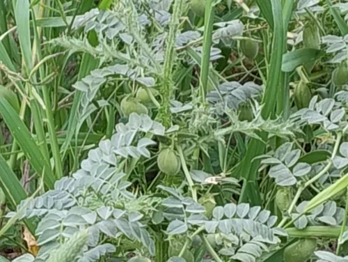Chickpea (Cicer arietinum), photograph