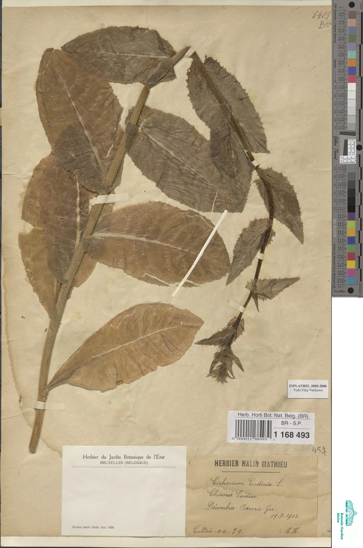 Frisee (Cichorium endivia var. crispum), photograph