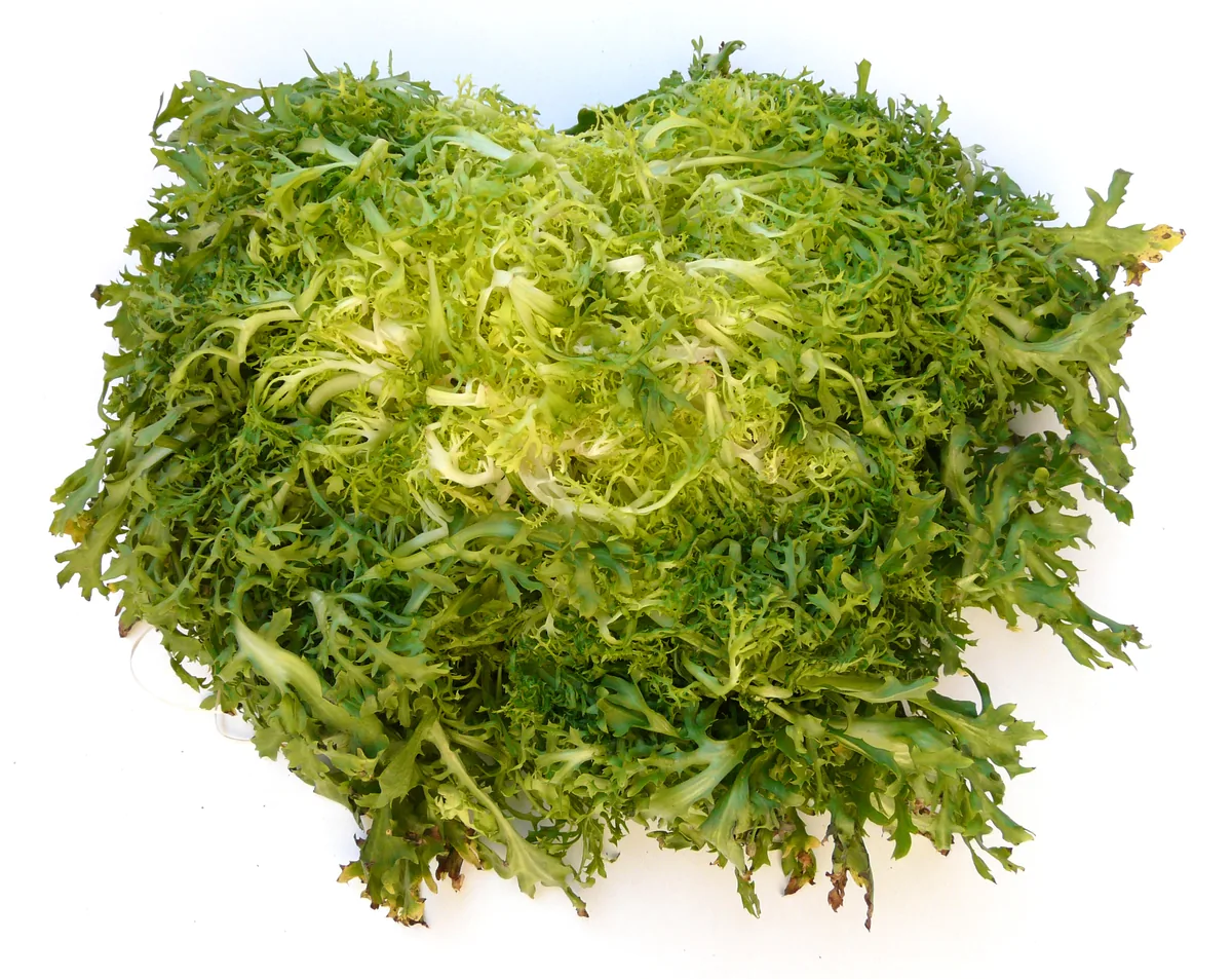 Photo: Frank C. Müller, Baden-Baden · CC BY-SA 3.0 · via Wikimedia Commons frisee (Cichorium endivia var. crispum), photograph