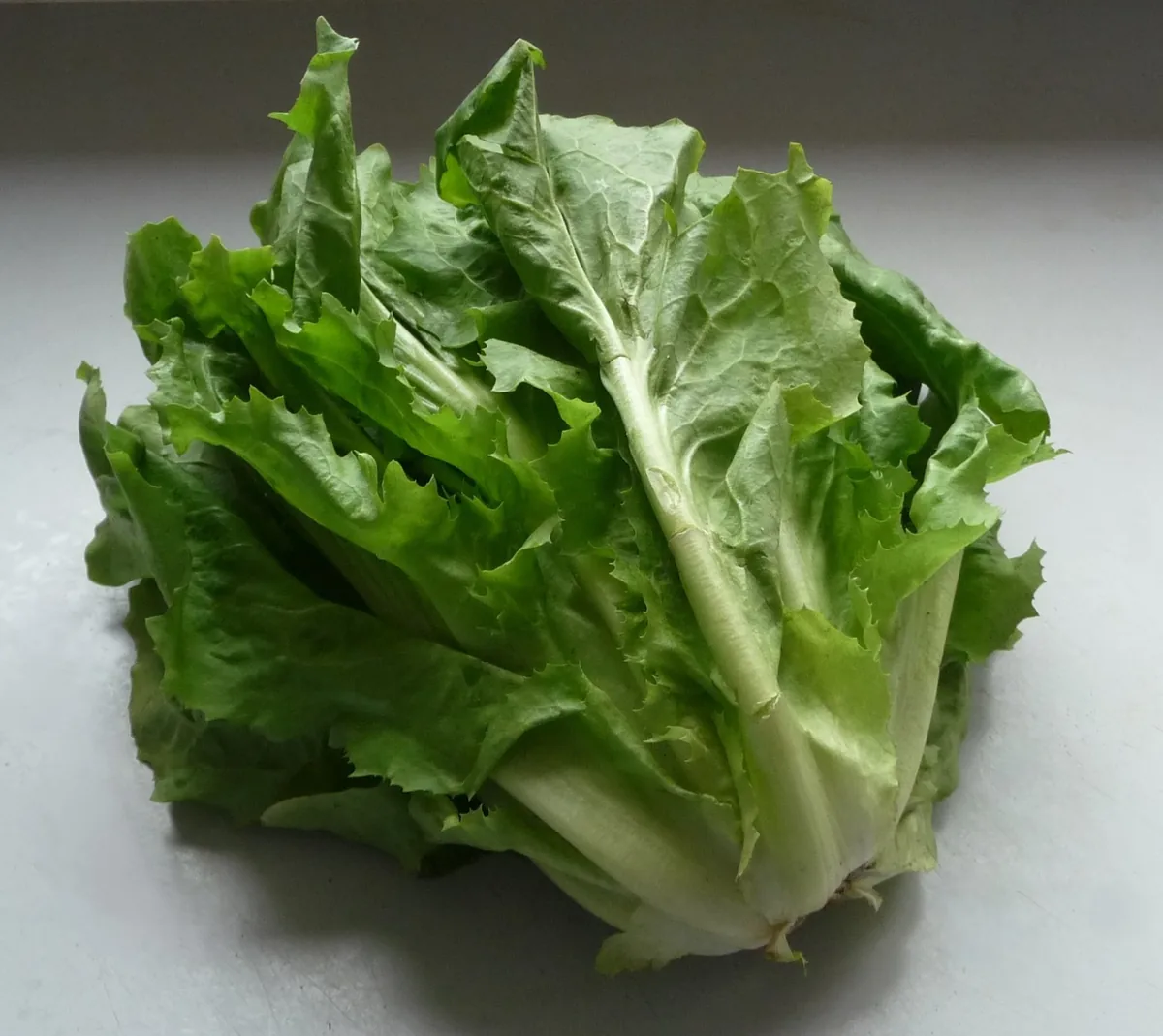 Photo: JopkeB (Wikimedia Commons) · CC BY-SA 4.0 · via Wikimedia Commons Endive (Cichorium endivia), photograph