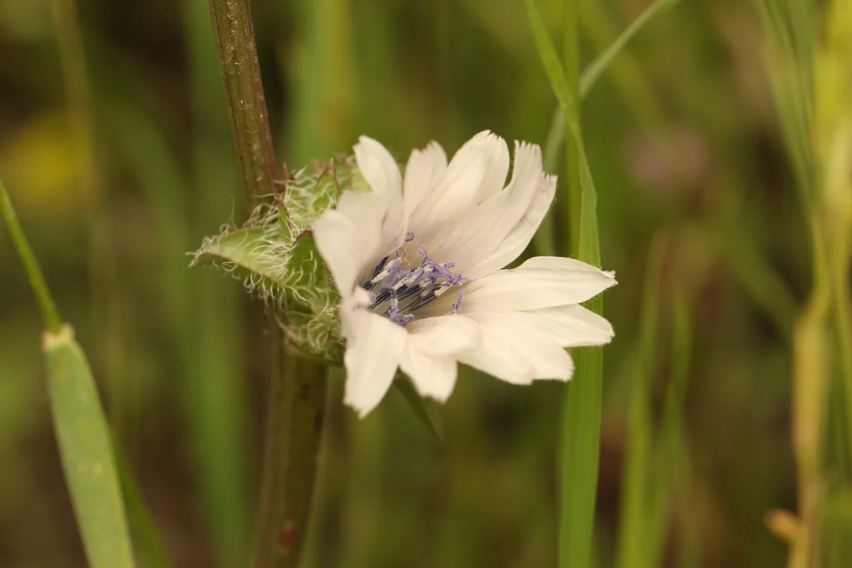 Endive (Cichorium endivia), photograph