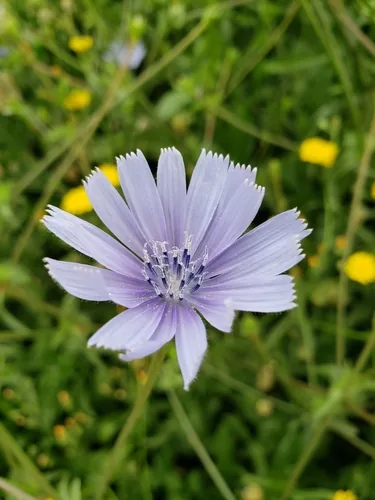 Photo: (c) Dan Killam, some rights reserved (CC BY) · cc-by · via iNaturalist Frisee (Cichorium endivia var. crispum), photograph