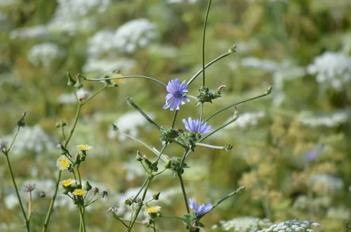 Frisee (Cichorium endivia var. crispum), photograph
