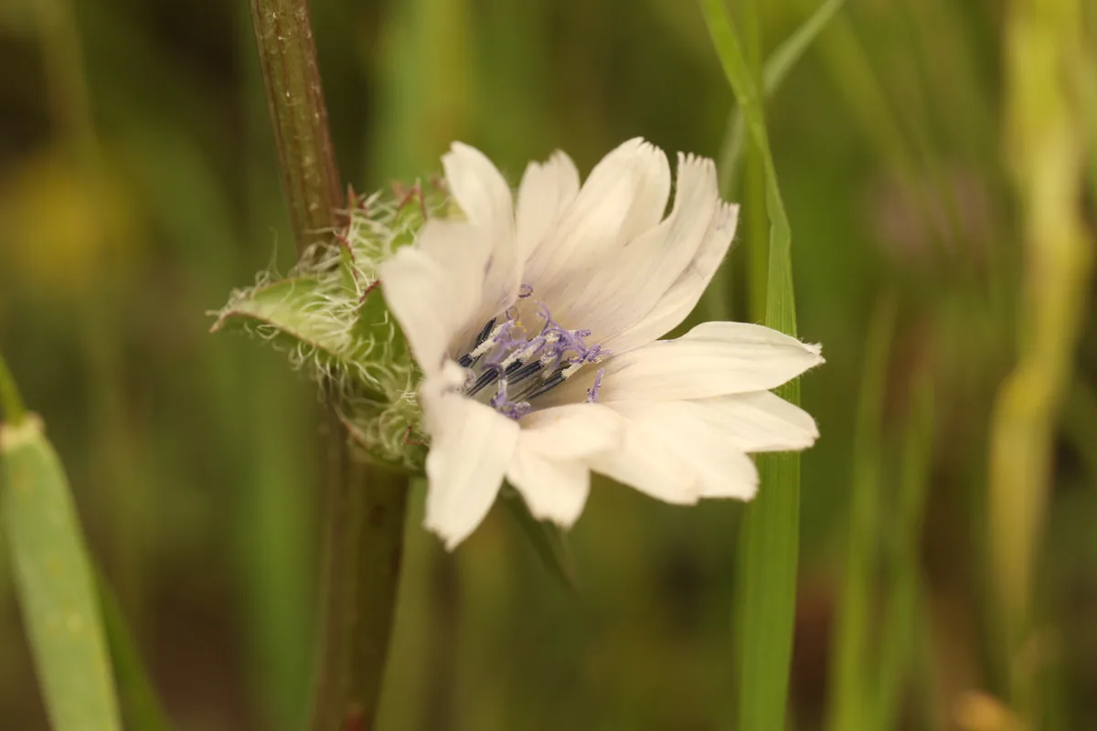Endive (Cichorium endivia), photograph