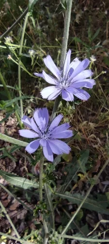Frisee (Cichorium endivia var. crispum), photograph