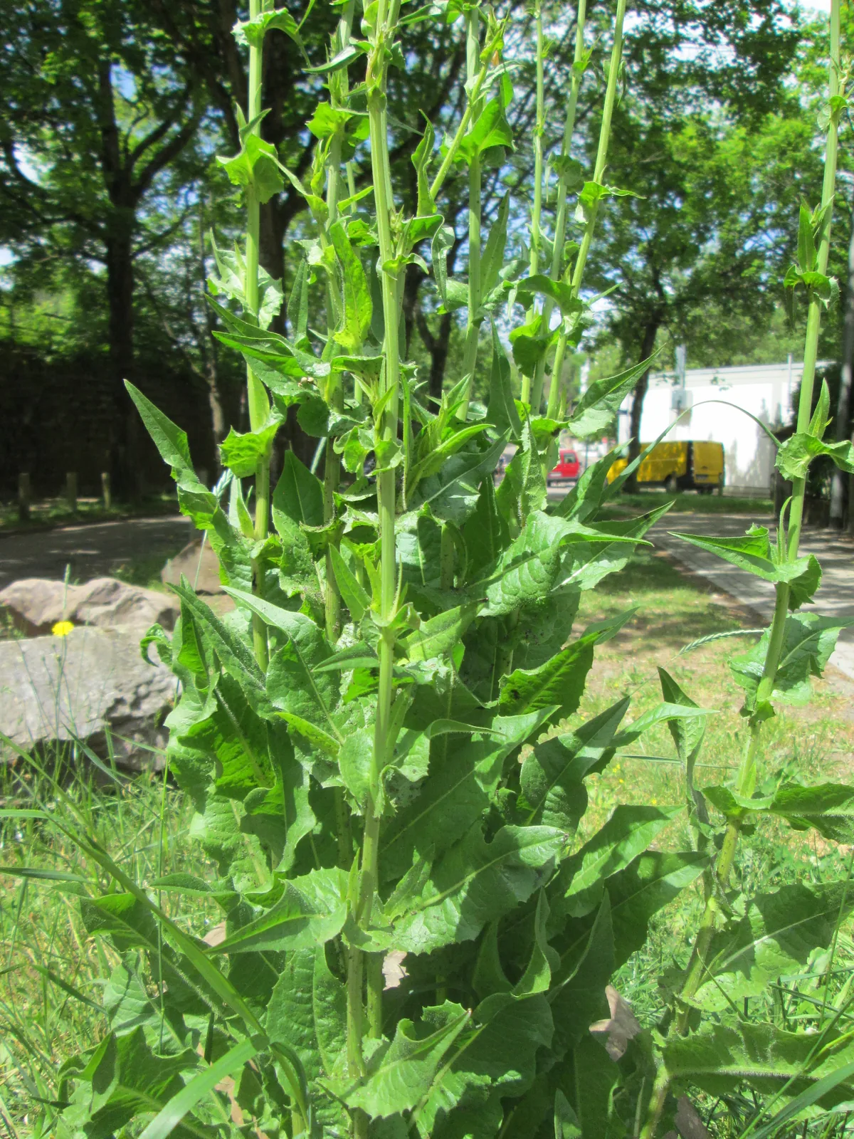 Radicchio (Cichorium intybus), photograph