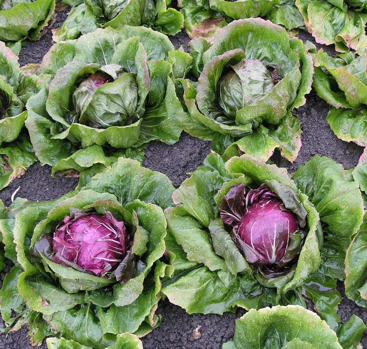 radicchio (Cichorium intybus), photograph