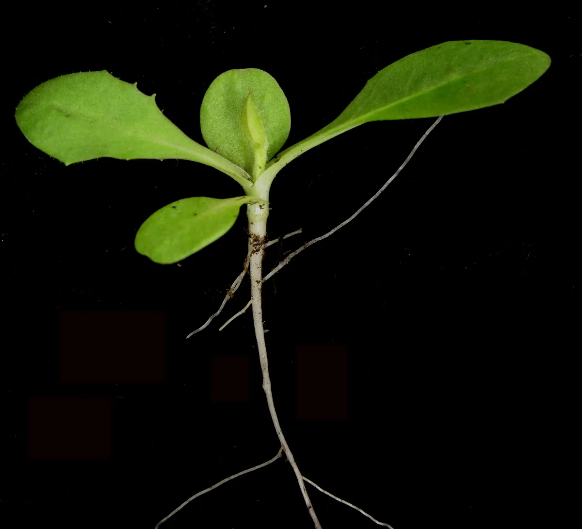 Radicchio (Cichorium intybus), photograph