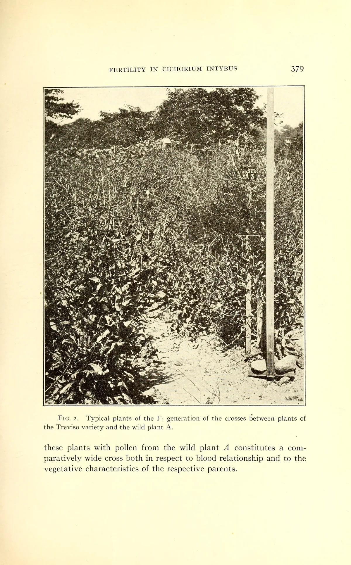 Radicchio (Cichorium intybus), botanical illustration
