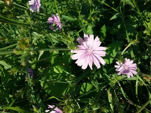 Radicchio (Cichorium intybus), photograph