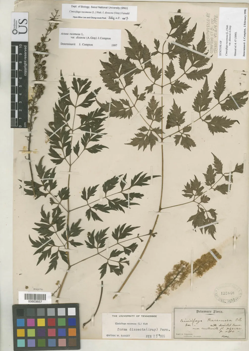 Black Cohosh (Cimicifuga racemosa), photograph