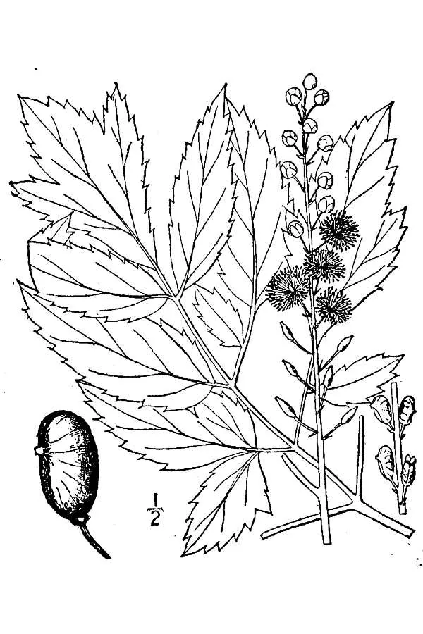 Black Cohosh (Cimicifuga racemosa), botanical illustration