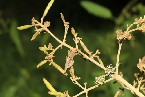 Quinine Tree (Cinchona pubescens), photograph