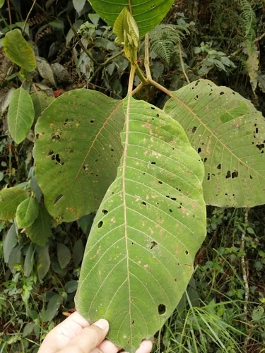 Quinine Tree (Cinchona pubescens), photograph