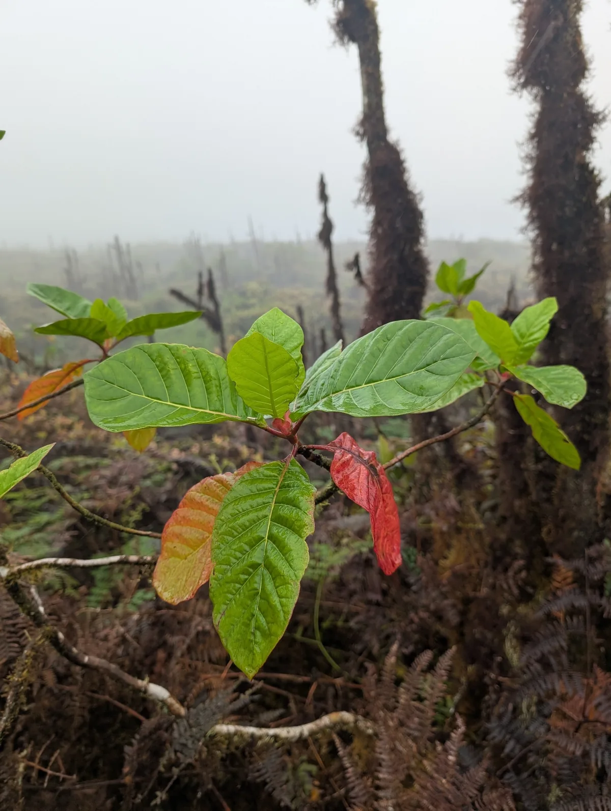 Quinine Tree (Cinchona pubescens), photograph