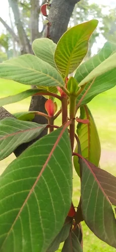 Photo: (c) Ángela Patricia Rojas Cortés, some rights reserved (CC BY-SA) · cc-by-sa · via iNaturalist Quinine Tree (Cinchona pubescens), photograph