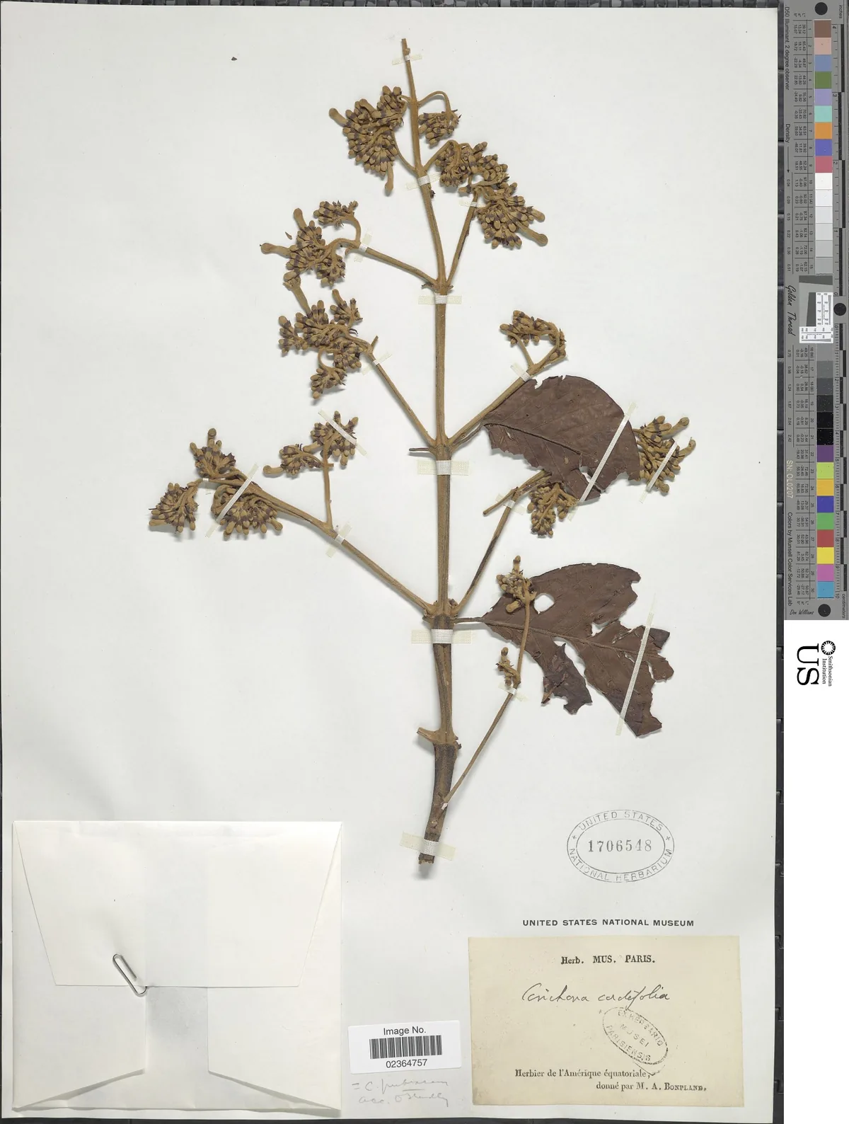 Quinine Tree (Cinchona pubescens), photograph